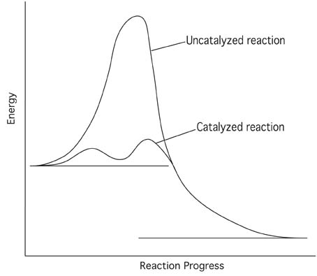 Catalytic Reaction (Catalysis): Definition, Types, & Mechanism